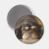 Cutie Cav. Magneet (Voorkant / Achterkant)