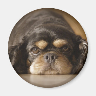 Cutie Cav. Magneet