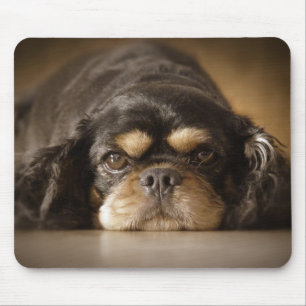 Cutie Cav. Muismat