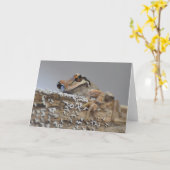 Cutie Pacific Tree Frog-Frameable Art Kaart (Gele Bloem)