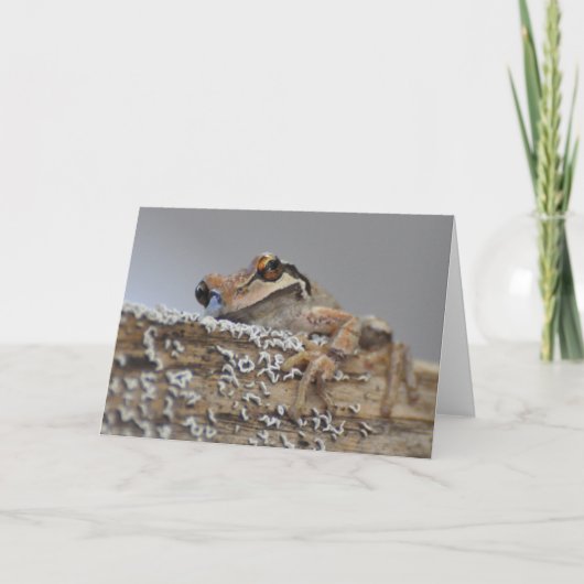 Cutie Pacific Tree Frog-Frameable Art Kaart (Voorkant)