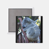 Cutie Pie Koala Magneet (Voorkant / Achterkant)