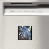 Cutie Pie Koala Magneet (Insitu (Vaatwasser))