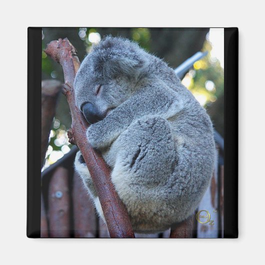 Cutie Pie Koala Magneet (Voorkant)