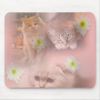 Cutkat Muismat