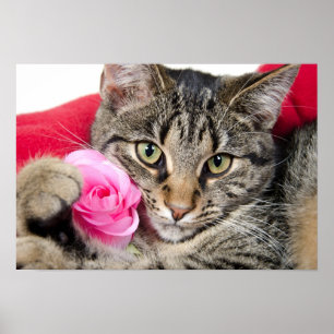 Cutomaten met Roos Poster