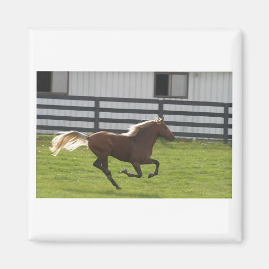 Cuttin 'los magneet (Voorkant)