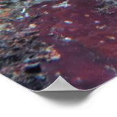 Cuttlefish in Repose Poster (Hoek)