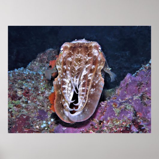 Cuttlefish in Repose Poster (Voorkant)