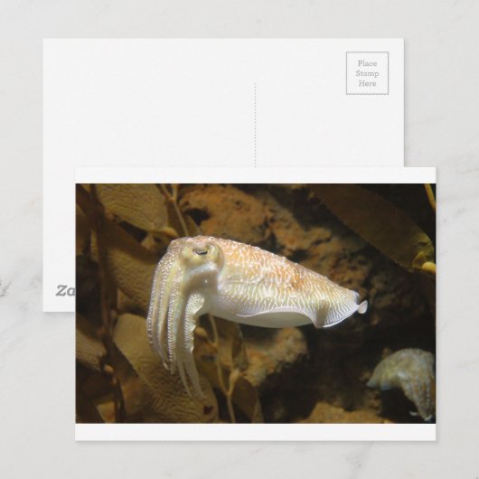Cuttlevis Briefkaart (Voorkant / Achterkant)