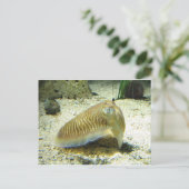 Cuttlevis Briefkaart (Staand voorkant)