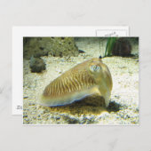 Cuttlevis Briefkaart (Voorkant / Achterkant)