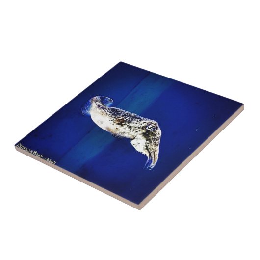 Cuttlevis Tegeltje (Zijkant)