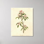 Cuvier's Kinglet (Cuvier's Regulus) Audubon Birds Canvas Afdruk (Voorkant)