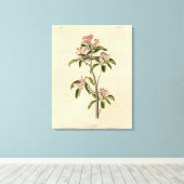 Cuvier's Kinglet (Cuvier's Regulus) Audubon Birds Canvas Afdruk (Insitu (Houten vloer))