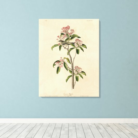 Cuvier's Kinglet (Cuvier's Regulus) Audubon Birds Canvas Afdruk (Insitu (Houten vloer))