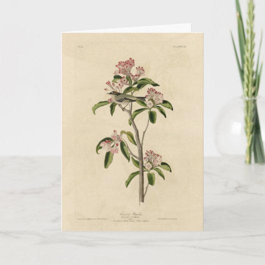 Cuvier's Kinglet (Cuvier's Regulus) Audubon Birds Kaart (Voorkant)