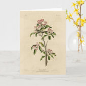 Cuvier's Kinglet (Cuvier's Regulus) Audubon Birds Kaart (Gele Bloem)