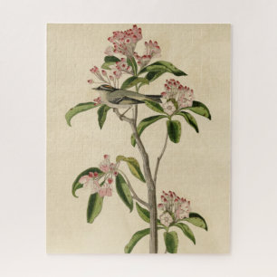 Cuvier's Kinglet (Cuvier's Regulus) Audubon Birds Legpuzzel