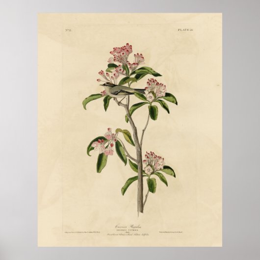 Cuvier's Kinglet (Cuvier's Regulus) Audubon Birds Poster (Voorkant)