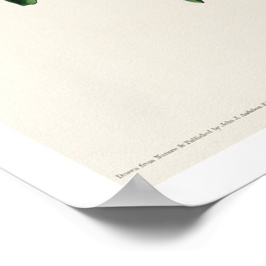 Cuvier's Kinglet van het Poster Audubon (Hoek)