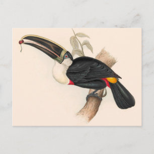 Cuvier's Toekan Print: Vintage Tropische Vogel Briefkaart