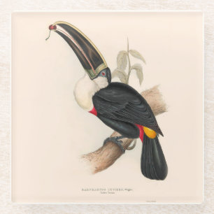 Cuvier's Toekan Print: Vintage Tropische Vogel Glazen Onderzetter