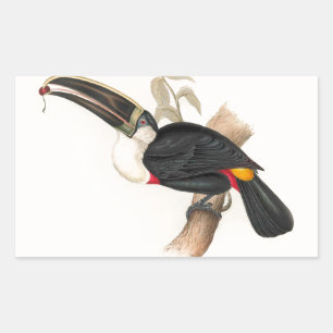 Cuvier's Toekan Print: Vintage Tropische Vogel Rechthoekige Sticker