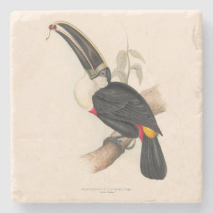 Cuvier's Toekan Print: Vintage Tropische Vogel Stenen Onderzetter