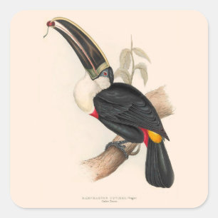 Cuvier's Toekan Print: Vintage Tropische Vogel Vierkante Sticker
