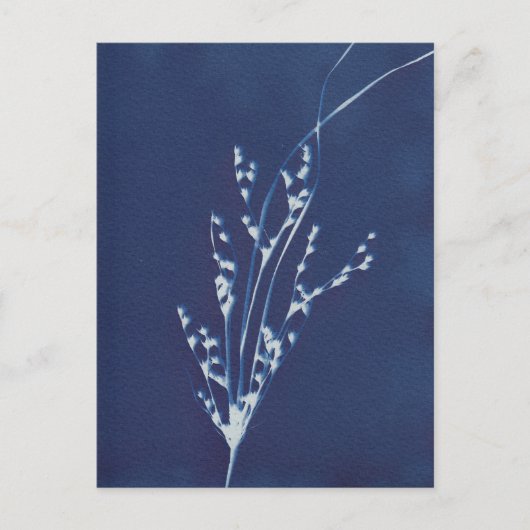 Cyanotype Print Grass Blue White Art Briefkaart (Voorkant)