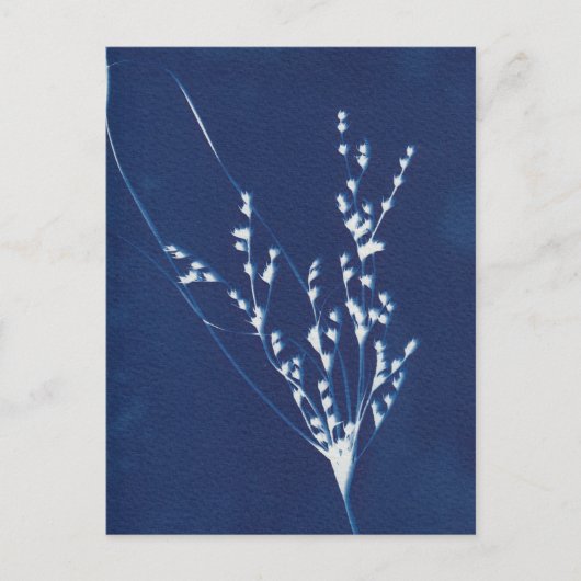 Cyanotype Print Grass Blue White Art Briefkaart (Voorkant)