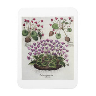 Cyclamen: 1.Cyclamen serotinum foliis hederaceis; Magneet