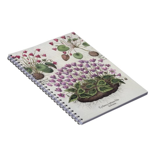 Cyclamen: 1.Cyclamen serotinum foliis hederaceis; Notitieboek (Rechterzijde)