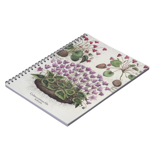 Cyclamen: 1.Cyclamen serotinum foliis hederaceis; Notitieboek (Linkerzijde)