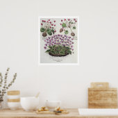 Cyclamen: 1.Cyclamen serotinum foliis hederaceis; Poster (Keuken)