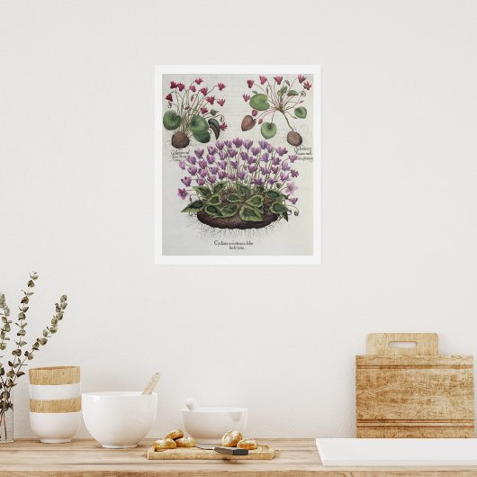 Cyclamen: 1.Cyclamen serotinum foliis hederaceis; Poster (Keuken)
