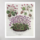 Cyclamen: 1.Cyclamen serotinum foliis hederaceis; Poster (Voorkant)