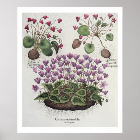 Cyclamen: 1.Cyclamen serotinum foliis hederaceis; Poster (Voorkant)
