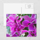 cyclamen briefkaart (Voorkant / Achterkant)