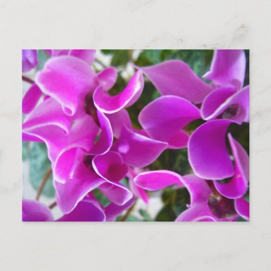 cyclamen briefkaart (Voorkant)