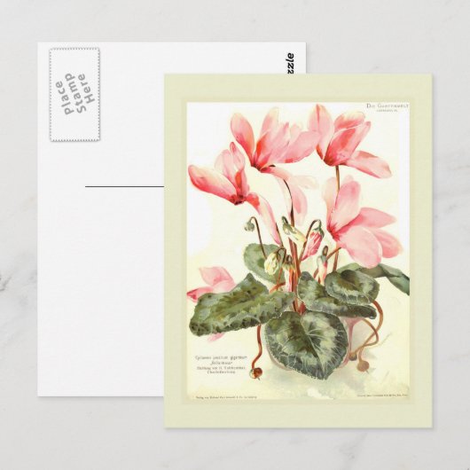 Cyclamen Briefkaart (Voorkant / Achterkant)