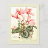 Cyclamen Briefkaart (Voorkant)