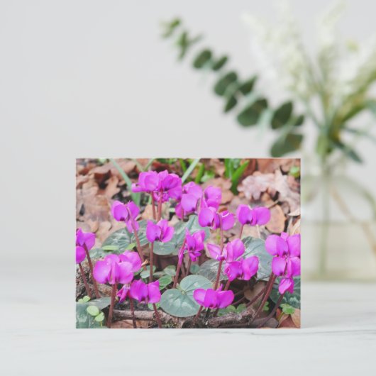 Cyclamen Coum Briefkaart (Staand voorkant)