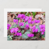 Cyclamen Coum Briefkaart (Voorkant / Achterkant)