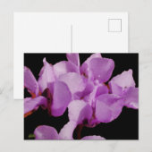 Cyclamen coum-Briefkaart Briefkaart (Voorkant / Achterkant)