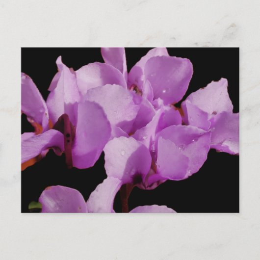 Cyclamen coum-Briefkaart Briefkaart (Voorkant)