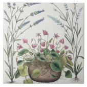 Cyclamen en Lavender: 1.Cyclamen Romanum; 2.Spica Tegeltje (Voorkant)