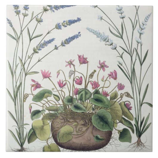 Cyclamen en Lavender: 1.Cyclamen Romanum; 2.Spica Tegeltje (Voorkant)