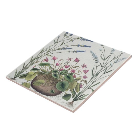 Cyclamen en Lavender: 1.Cyclamen Romanum; 2.Spica Tegeltje (Zijkant)